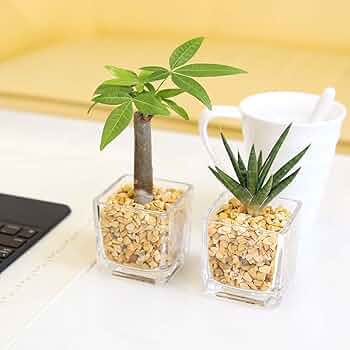 Amazon｜【ブルーミングスケープ】土を使わない観葉植物 ゼオライト